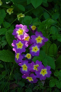 Bloom purple yellow photo