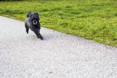 Animal sweet race