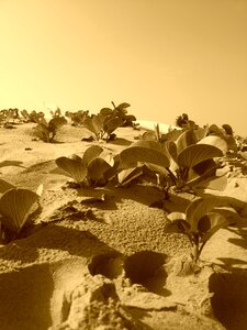 Beach nature beach sand