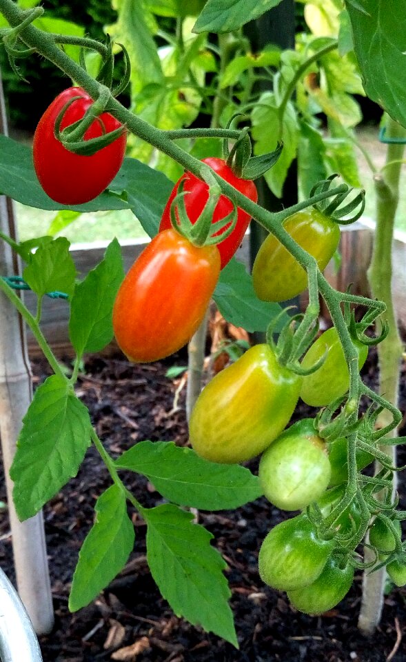 Garden flavor salad