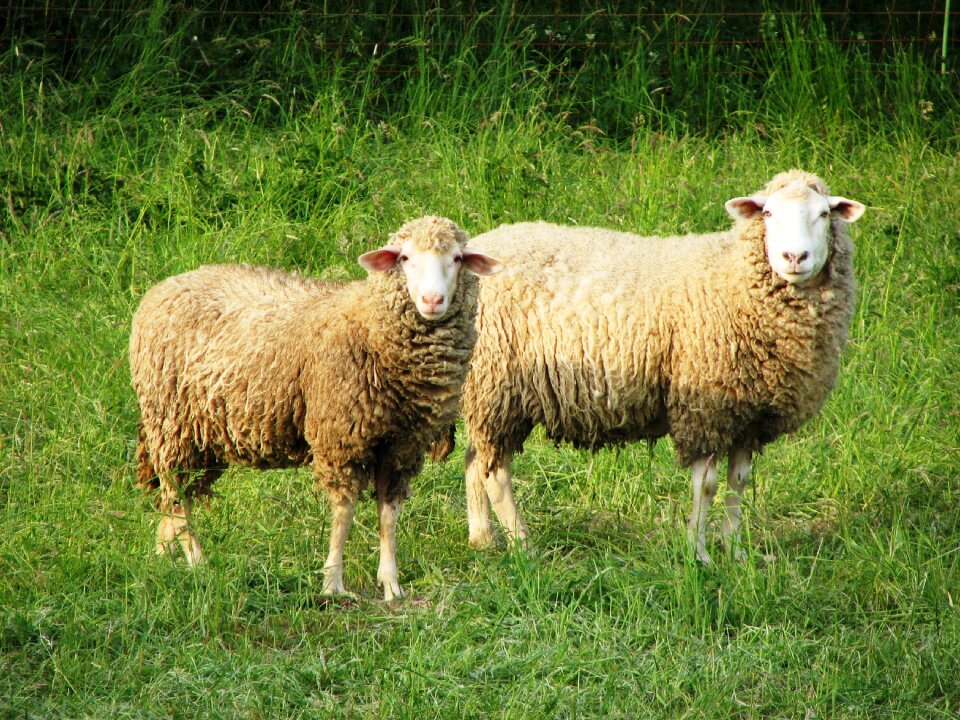 Pasture livestock meadow