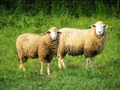 Pasture livestock meadow