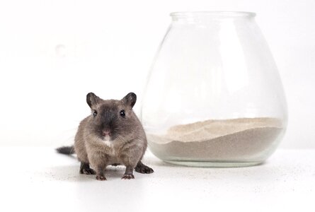 Burmese chinchilla sand rodent