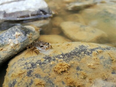 Living nature wildlife animals