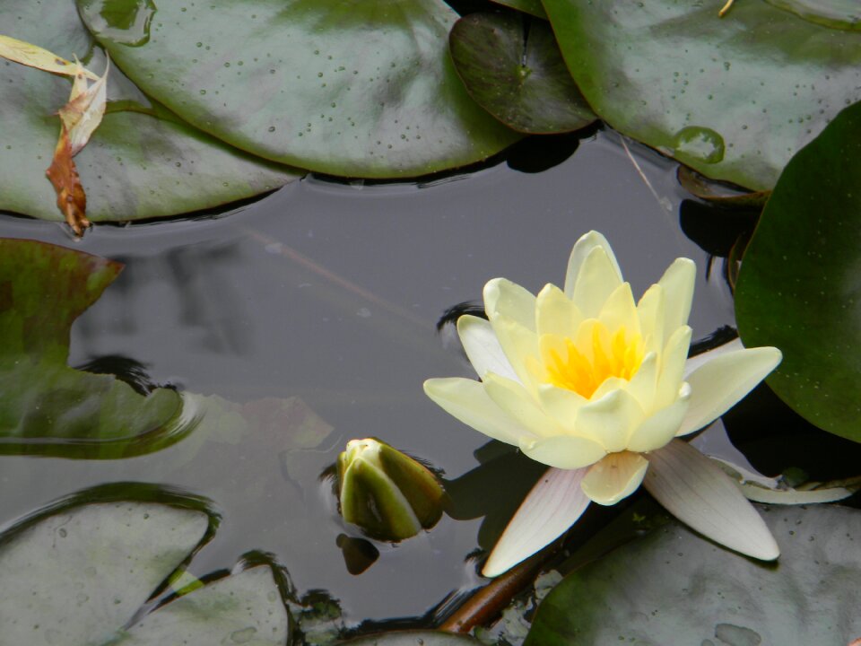 Water lily white water lily pond