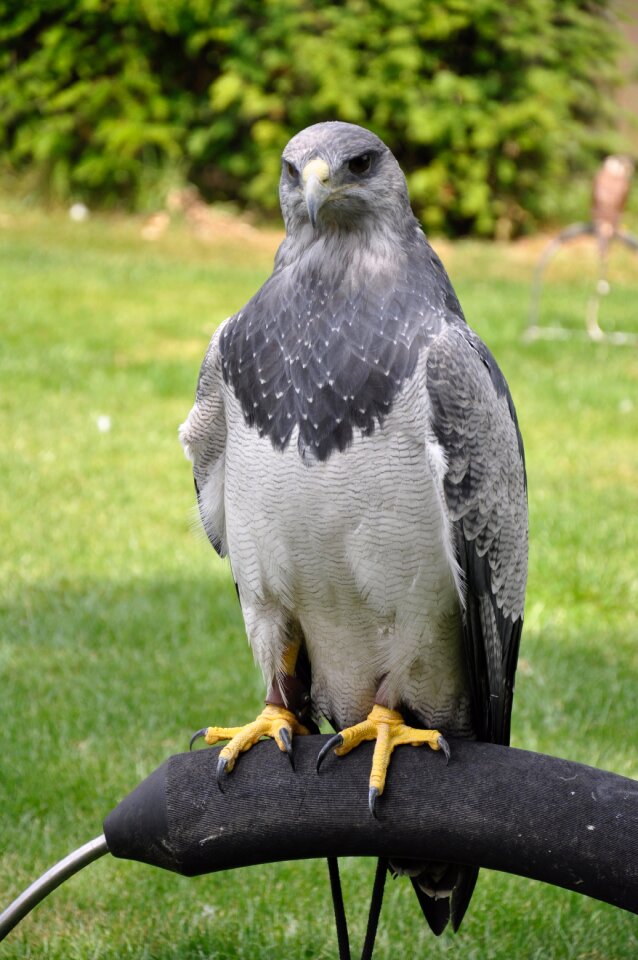 Common buzzard valk nature