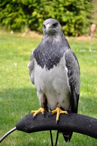 Common buzzard valk nature
