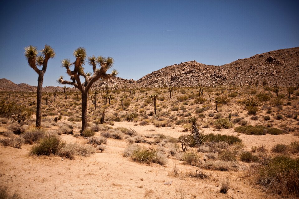 Joshua tree tree desert