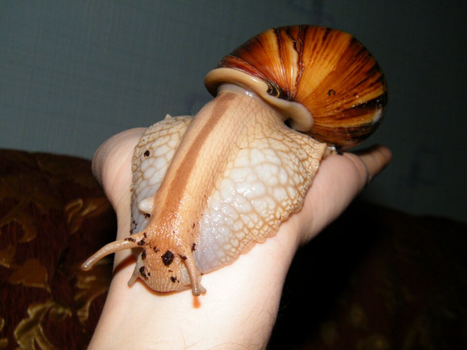 Achatina slugs snails