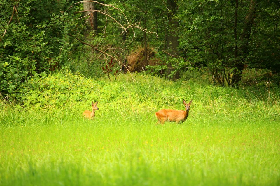 Edge of the woods animal red deer
