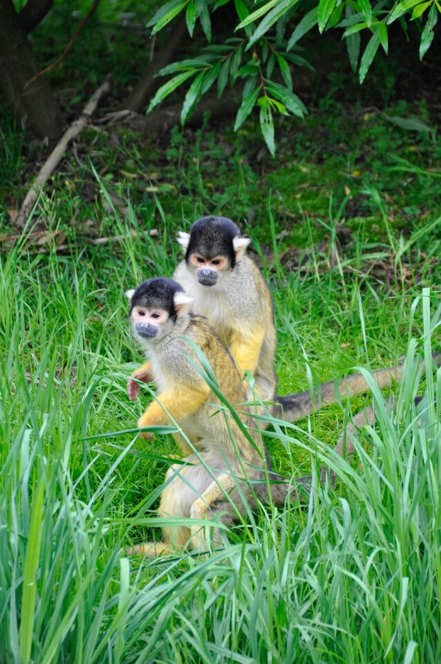 Monkeys mammal animals