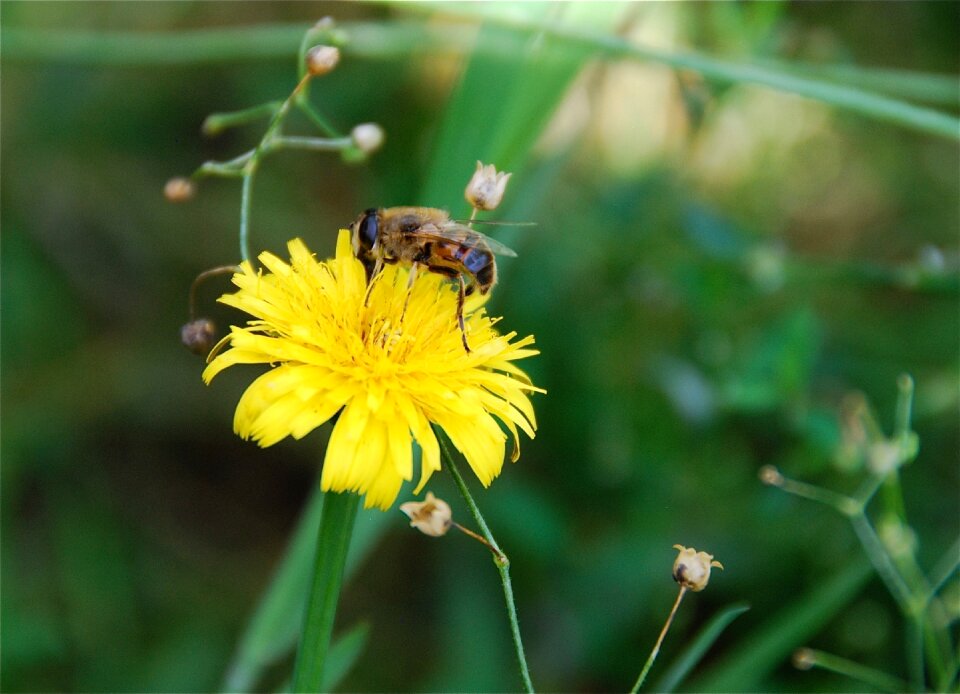 Green pollen flowers