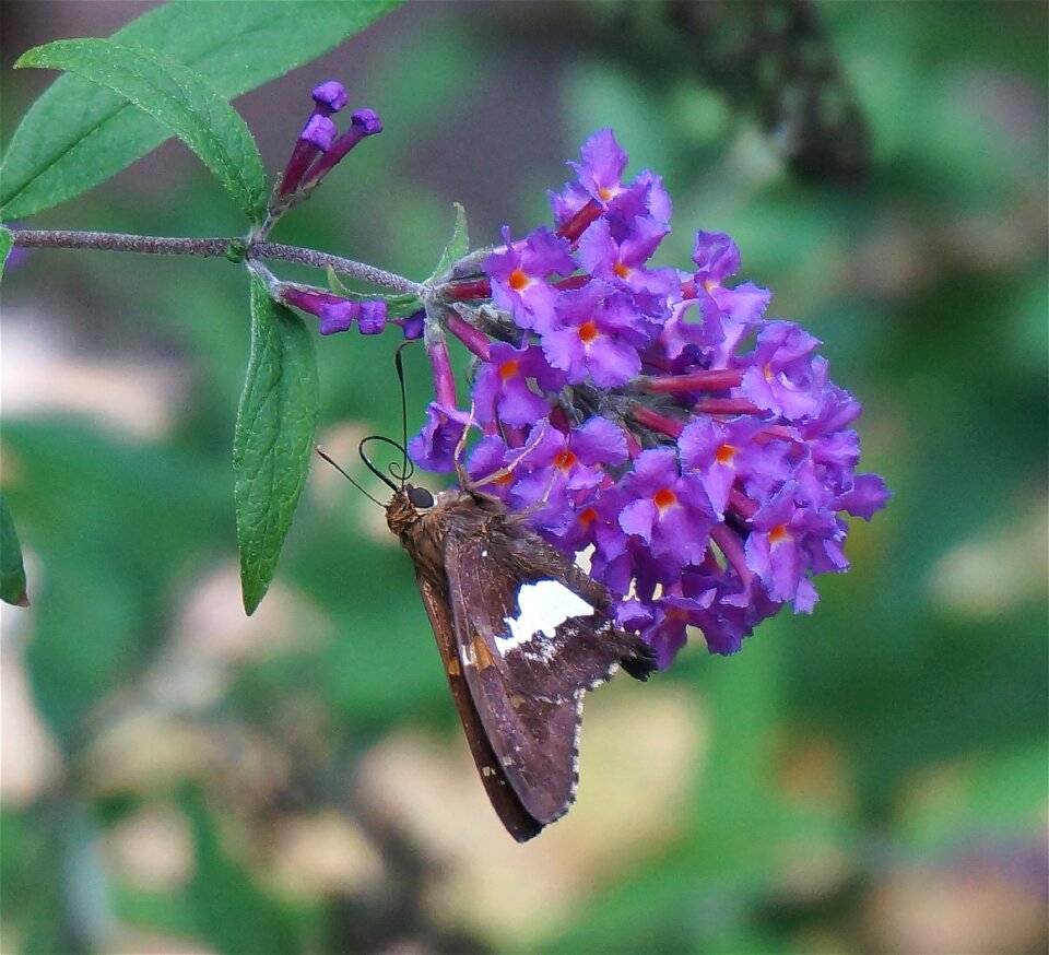 Insect animal flower