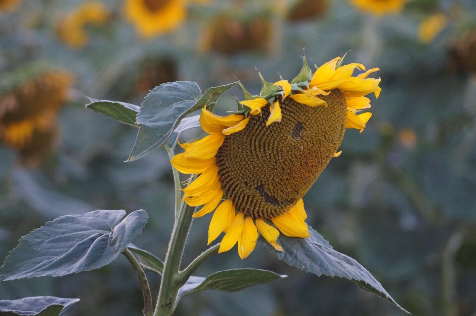 Flower field nature