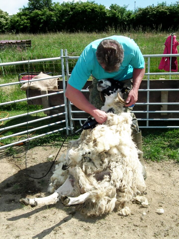 Sheep's wool shearing sheep sheepskin