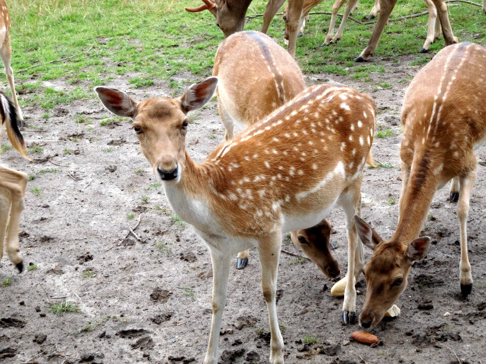 Nature animal world animal