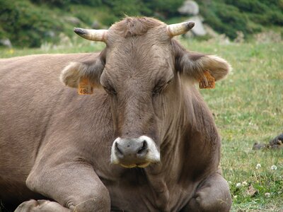 Cow animal beef