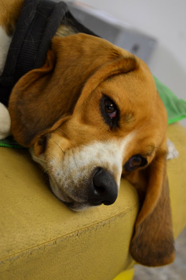 Animal dog face lying