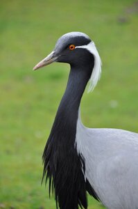 Animal nature waterfowl