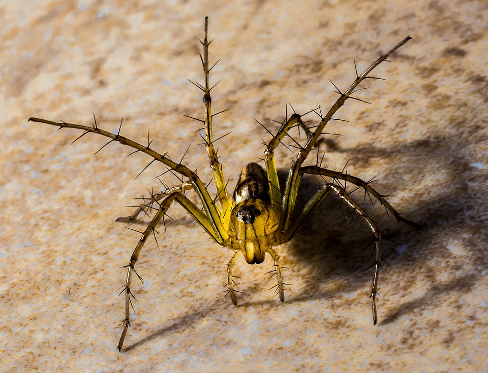 Spider arachnids close up