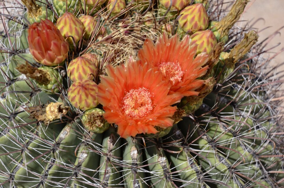 Flower bloom desert