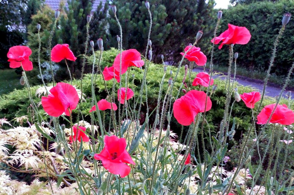 Red summer nature