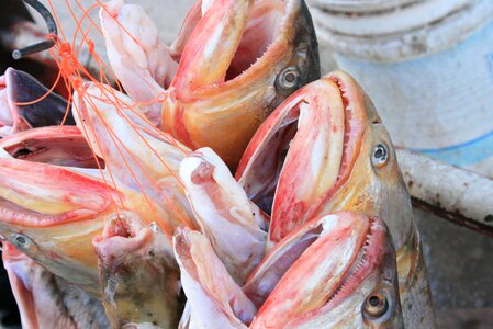 Fresh fishing seafood