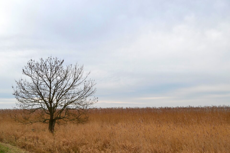 Field landscape fields