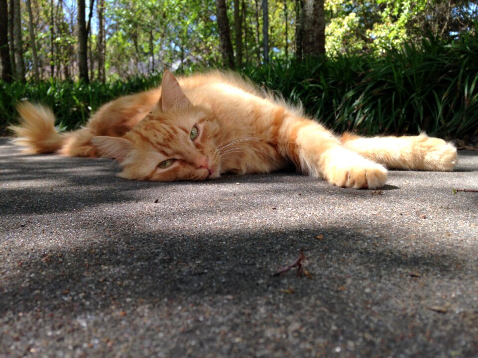 Outdoors relax pet
