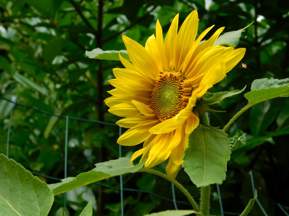 Sunflower private garden summer
