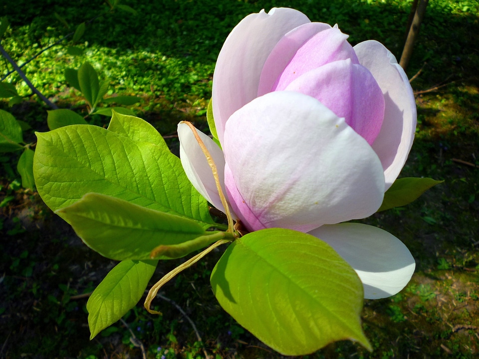 Jardin des plantes spring march