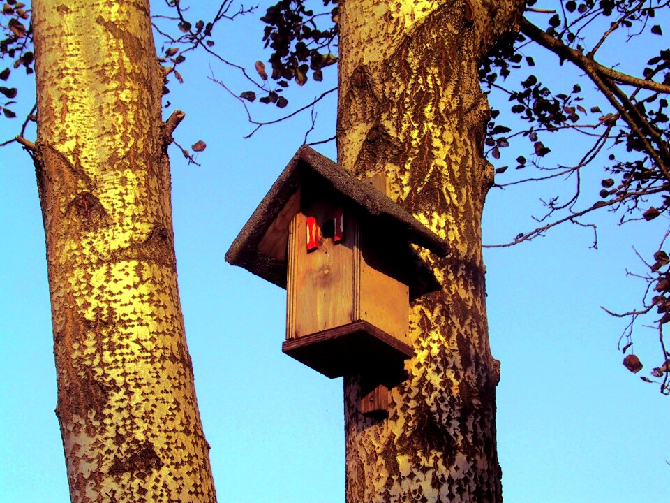 Tree trunk forest garden