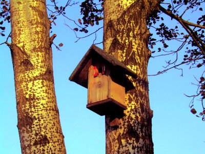 Tree trunk forest garden