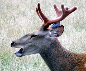 Nature animal roe deer photo