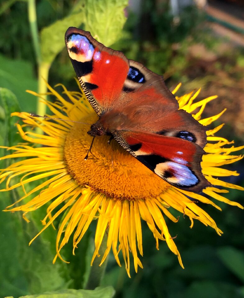 Closeup insects flowers