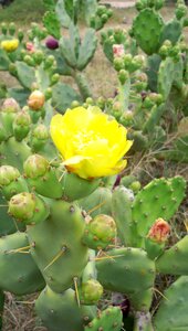 Flower plant juicy