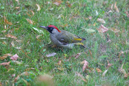 Woodpecker flying zorro bird