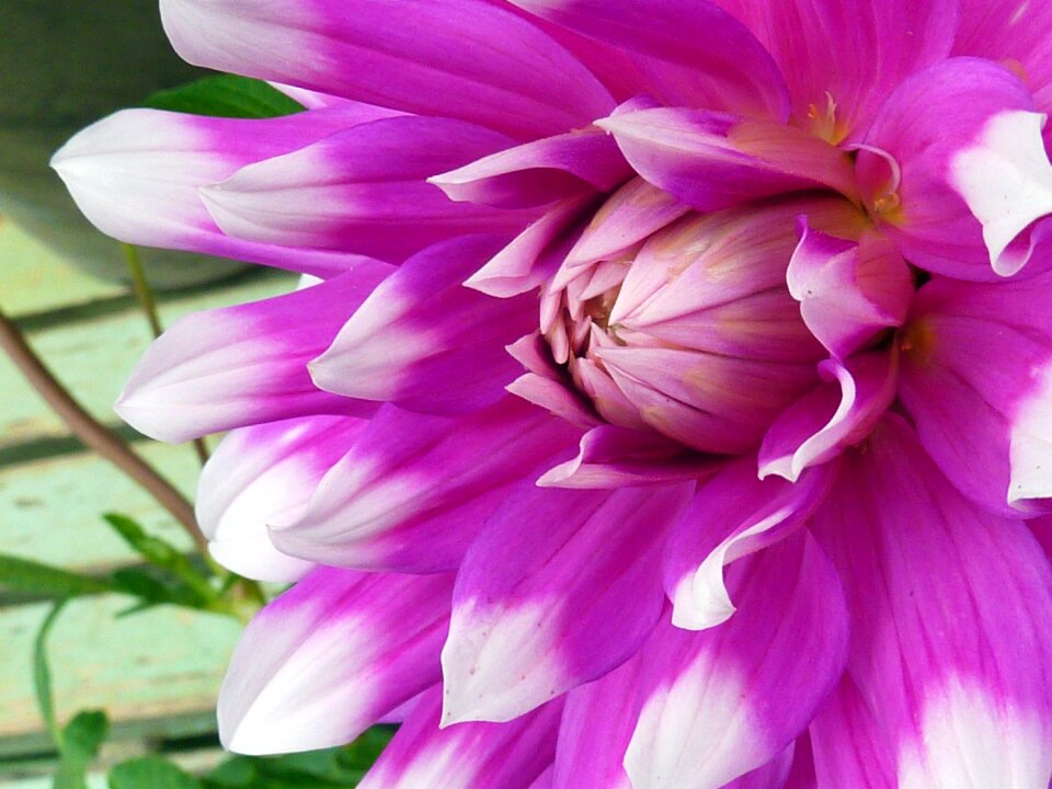 Dahlia garden autumn