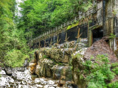 Nature forest flow