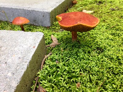 Moss fungus fungi