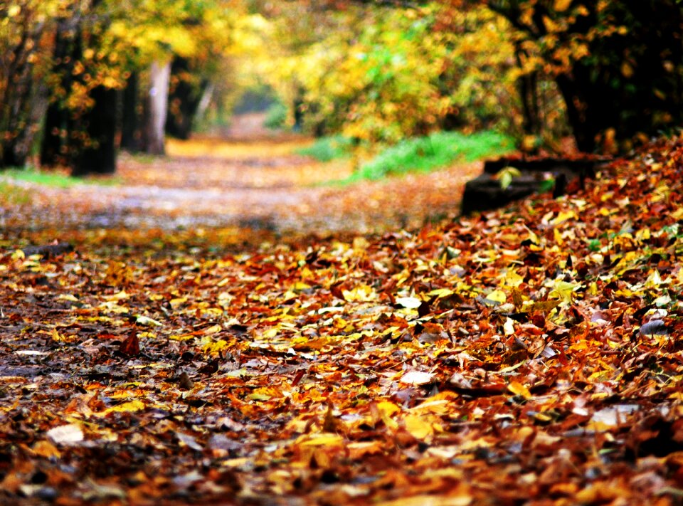 The road in the forest foliage autumn foliage