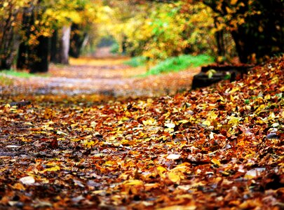The road in the forest foliage autumn foliage photo