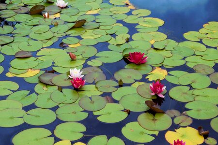 Pond nature green