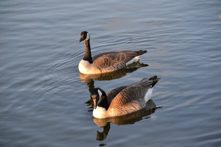 Water birds water bird photo