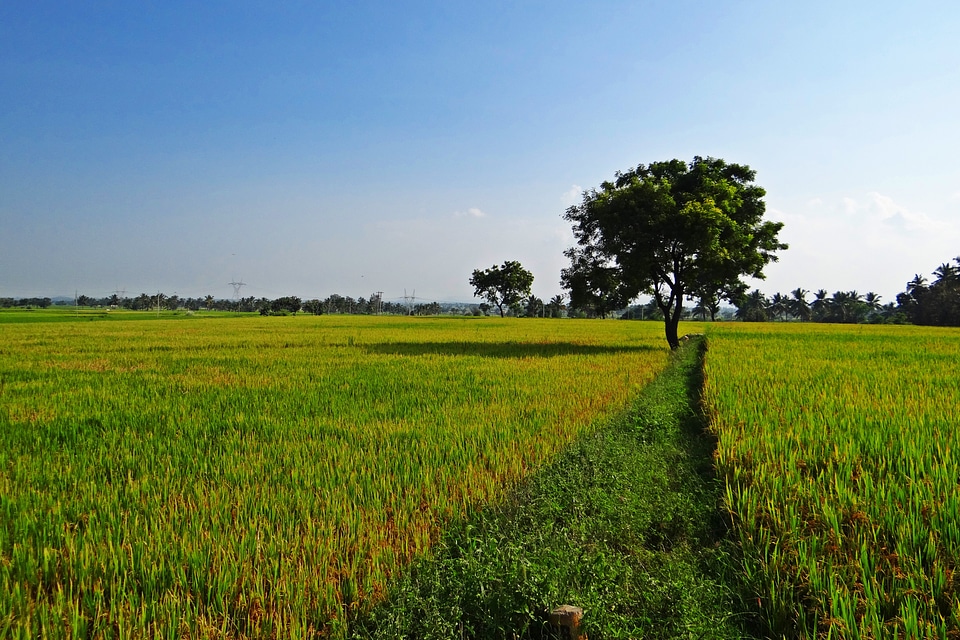 India paddy rice paddy