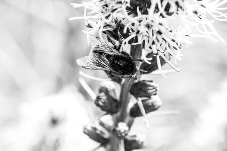 Insect shrub flower photo