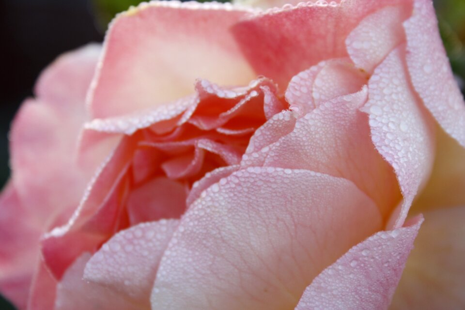 Pink nature flower
