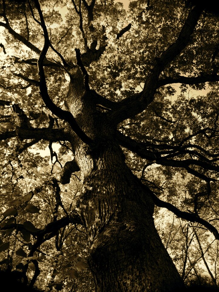 Nature forest season