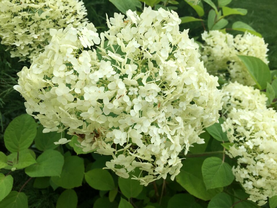 Closeup plant bush