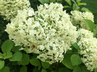 Closeup plant bush